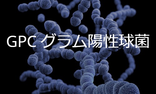 GPC　グラム陽性球菌