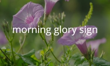 morning glory sign