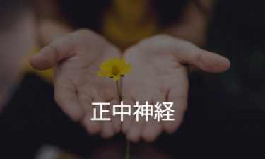 正中神経 median nerve