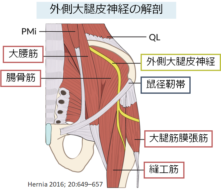 外側大腿皮神経 lateral femoral cutaneous nerve