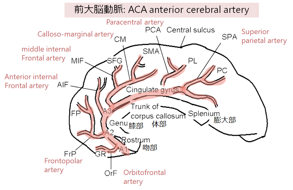 前大脳動脈領域の脳梗塞・解離 Anterior cerebral artery infarction 