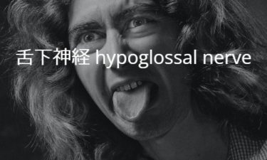 舌下神経 hypoglossal nerve