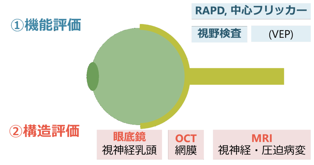 臨床神経眼科学 虚血性視神経症 (臨床眼科 73巻11号) | 医書.jp