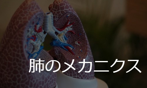 肺のメカニクス